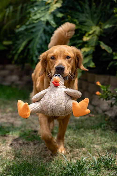 Toy Gifts for Dogs Tips - Best 9 Durable Toys for Enjoyment!